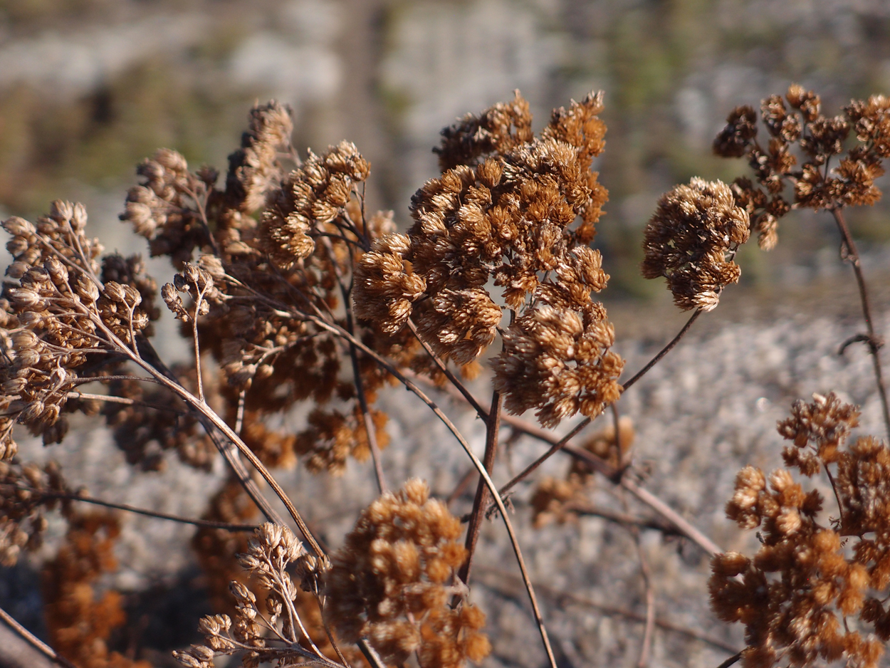 2019-10-14 Spatzen am Heckmannufer (Fieldrecording Video)